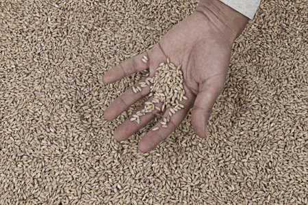 Wheat grain and human hand, desaturated dramatic image, a food crisis and hunger conceptの写真素材