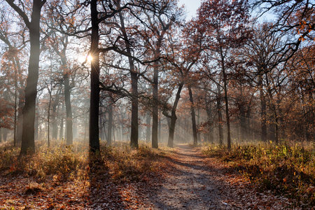 Fall scene in an old park with oak trees, beautiful misty morning and sunraysの写真素材