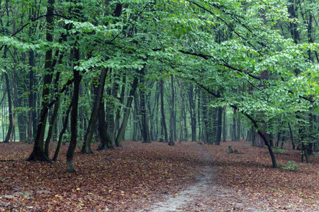 Trail in the fall foggy park in early September