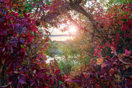 Lush fall colores wild grapes foliage against a fantastic sunsetの写真素材
