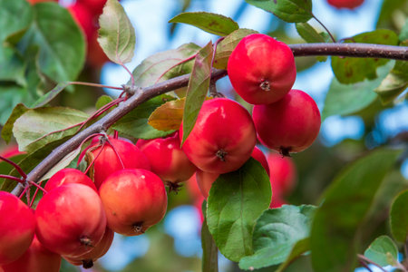 Branch full of ripe red apples. Autumn harvestの写真素材