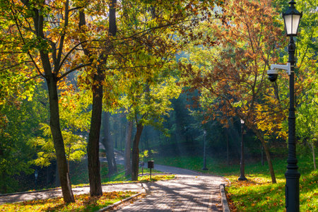 Sunny morning in the autumn park. Beautiful yellow trees iluminated by the sunの写真素材
