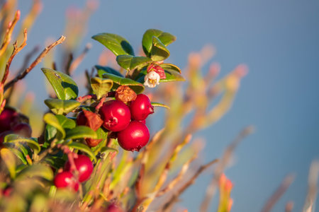 Lingonberry or wild cranberry plant with flowers and berries. Typical Carpathian highland berry. Selective focus.の写真素材