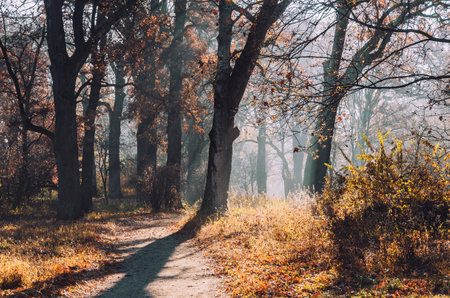 Picturesque footpath in the autumn park. Shady wood alleyの写真素材