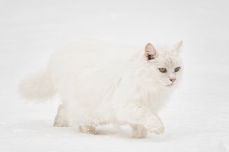 White cat walking on the white snow. Animals in winter time conceptの写真素材