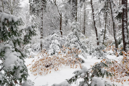 Beautiful winter scene in a city garden covered by snowの写真素材