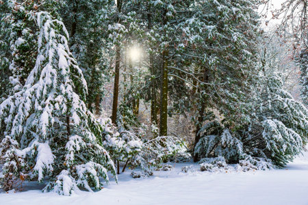 Snow covered Christmas tree in the fairytale winter forest. Beautiful forest scene after heavy snowfal. Magic winter landscape. Real Christmas postcard.の写真素材