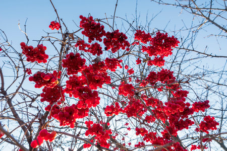 Harvest of red viburnum. Healthy red berriesの写真素材