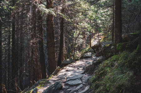 Stone trail in the shady forest. Mystic path in the mountainsの写真素材