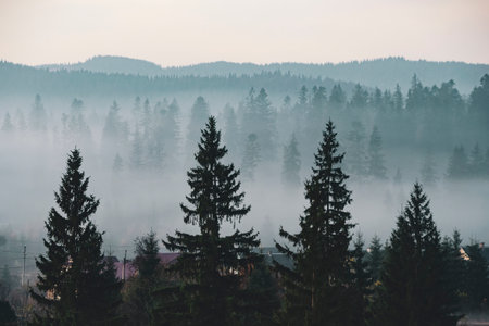 Spruce trees silhouettes in the mist. Misty mountain hills looking like watercolor artの写真素材