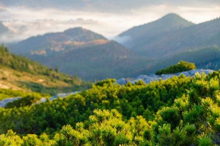 Scenic mountain background. Selective focus on pine trees on the foregroundの写真素材