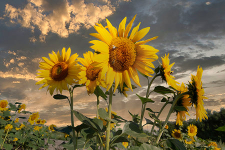 Colorful sunflowers with bees against the dramatic sunset skyの写真素材