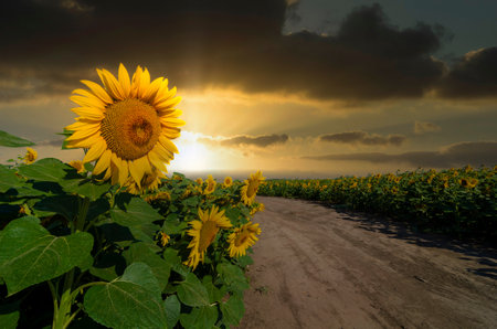 Dirt road in the field of blooming sunflowers at the sunset.の写真素材