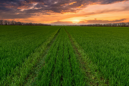 Amazing green farm field at the sunset. Green wheat field in Ukraineの写真素材