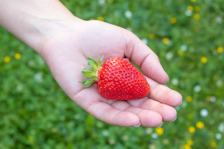 Big fresh ripe strawberry on the human palm. Delicious fruit harvest in the gardenの写真素材