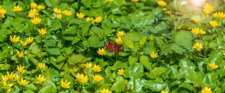 Header with blooming spring flowers and butterfly. Spring nature background. Selective focusの写真素材