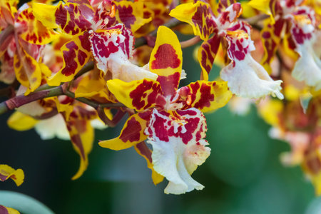 Colorful tiger orchid flowers. Yellow exotic flowers close upの写真素材