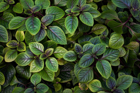 Green leaves background. Colorful nature textureの写真素材