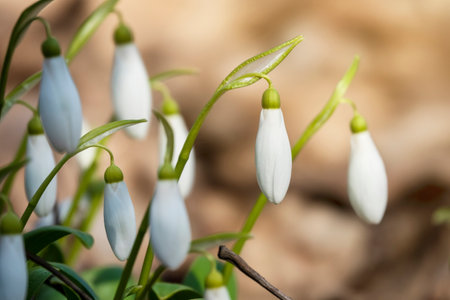 Tiny white snowdrops flowers in springtime. First garden flowers. Selective focusの写真素材