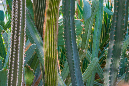 South America cactus plants. Live cactus wall. Nature backgroundの写真素材