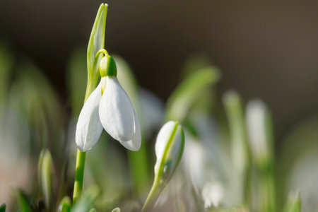 Beautiful fistr spring snowdrop flowerの写真素材