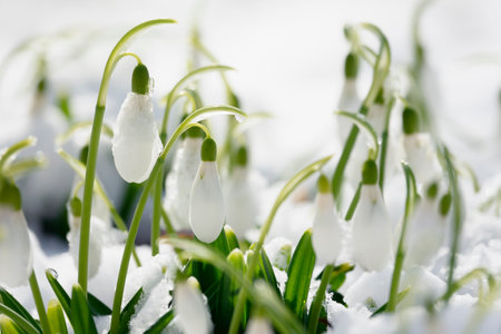 Beautiful tender snowdrops in the snow, high-key photoの写真素材