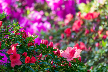 Vibrant flower background. Blooming rhododendron flowers with selective focus on the foreground.の写真素材