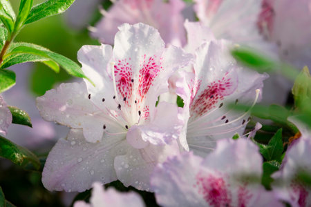 Beautiful white and pink rhododendron flowers, selective focusの写真素材