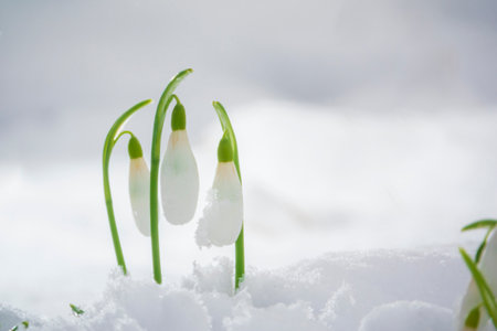 Three tiny snowdrop flowers growing on snow.の写真素材