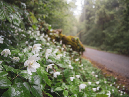 Tiny white spring flowers on the roadside. Selective focus on the flowerの写真素材