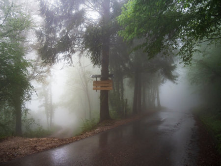 Wet asphalt road in the rainy forest. Beatiful moody countryside in Pordenone, Italyの写真素材
