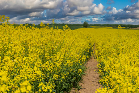 Beautiful road in the yellow rapeseed field. Colorful countryside landscape with blooming canola field, dirt road and blue sky with clouds.の写真素材