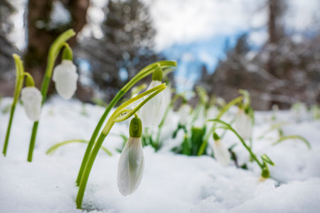 First spring flowers popping through the snow. Snowdrops wildflowers in the parkの写真素材