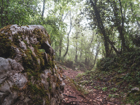 Mystical forest road in the fog. Footpath in the rainy forest in Pordenone, Italyの写真素材