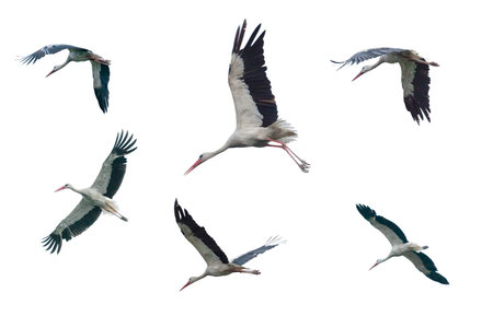 Set of flying storks isolated on whiteの写真素材