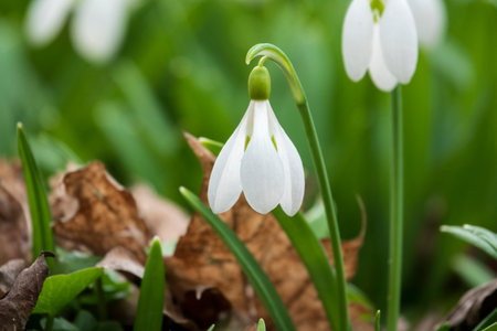 A close-up of beautiful snowdrop flower, selective focusの写真素材