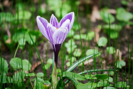 Blooming crocus and sprouts of young green grass in the parkの写真素材