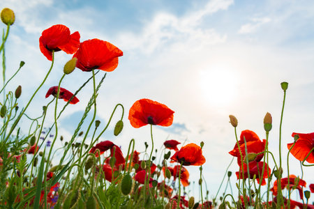 Beautiful red poppy flowers stretching to the sun. Colorful spring wildflowersの写真素材
