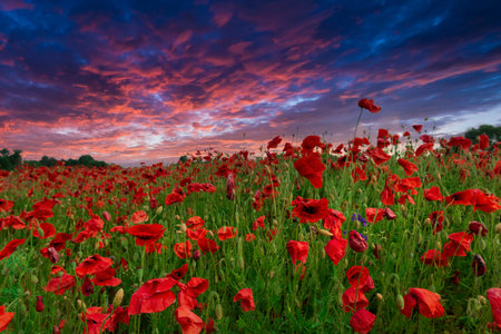 Colorful poppy field with dramatic sunset skyの写真素材