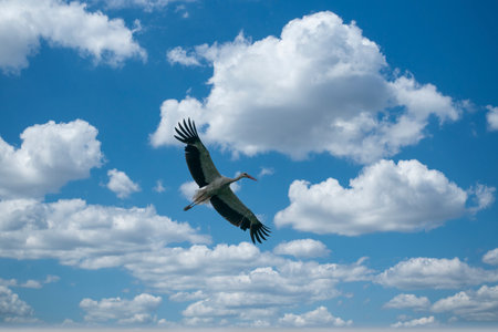 Big white stork in the blue sky with clouds.の写真素材