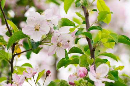 Beautiful first apple tree flowers backgroundの写真素材