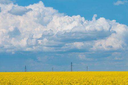 Vibrant agricultural landscape. Yellow rapeseed field with power lines under the sky with big clouds. Endless canola fields.の写真素材