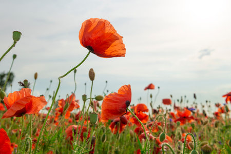 Red poppy flowers at the sunset. Colorful spring wildflowers.の写真素材