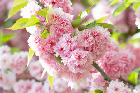 Beautiful sakura flowers, a spring backgroundの写真素材