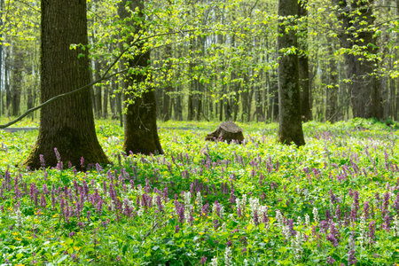 Beautiful city park in spring with a colorful flowers carpetの写真素材