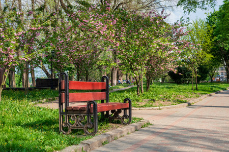 A beautiful spring day in a city park with a bench surrounded by blooming treesの写真素材