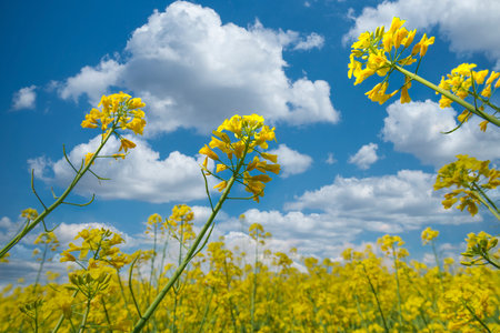 Close up of blooming rapeseed flowers and vibrant blue sky with clouds. Selective focus.の写真素材