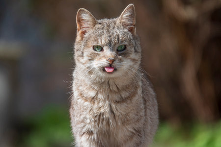 Portrait of ill cat with genetic disease. Wounded stray cat.の写真素材