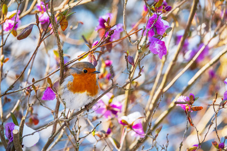 Cute robin bird on the blooming rhododendron tree.
Small bird sitting on the tree with colorful flowersの写真素材