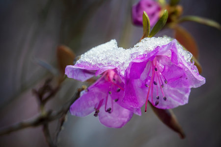 Beautiful rhododendron flowers covered with snow and ice. Artistic springtime weather sceneの写真素材